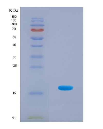 SDS-PAGE analysis of Mouse Il3 (Interleukin-3) - Recombinant Protein, CAT# BLT-08709P showing >90% purity under 15% SDS-PAGE (Reduced)Mouse Il3 (Interleukin-3) - Recombinant Protein