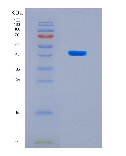 SDS-PAGE analysis of Mouse arginine N-methyltransferase 1 (Prmt1) - Recombinant Protein, CATMouse arginine N-methyltransferase 1 (Prmt1) - Recombinant Protein