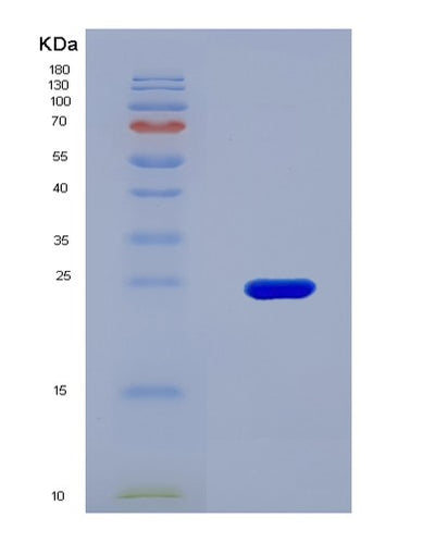 SDS-PAGE analysis of Human IL32 (Interleukin-32) - Recombinant Protein, CAT# BLT-08718P showing >90% purity under 15% SDS-PAGE (Reduced)Human IL32 (Interleukin-32) - Recombinant Protein