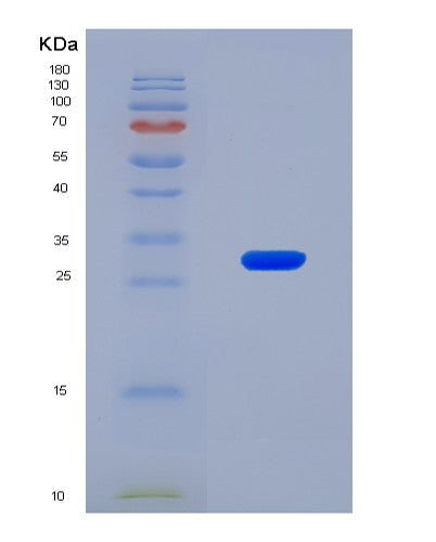 SDS-PAGE analysis of Mouse Gzma (Granzyme A) - Recombinant Protein, CATMouse Gzma (Granzyme A) - Recombinant Protein