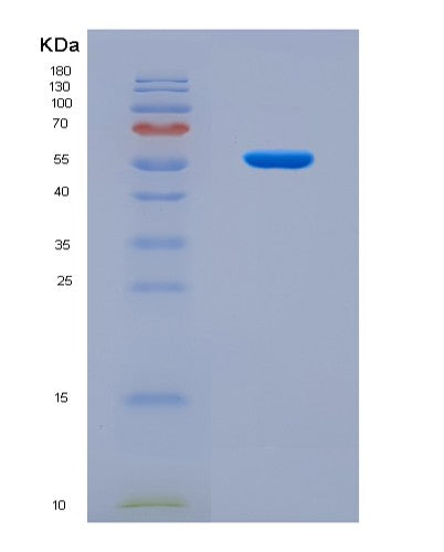 SDS-PAGE analysis of Human CRTC2 (Creb-Regulated Transcription Coactivator 2) - Recombinant Protein, CATHuman CRTC2 (Creb-Regulated Transcription Coactivator 2) - Recombinant Protein