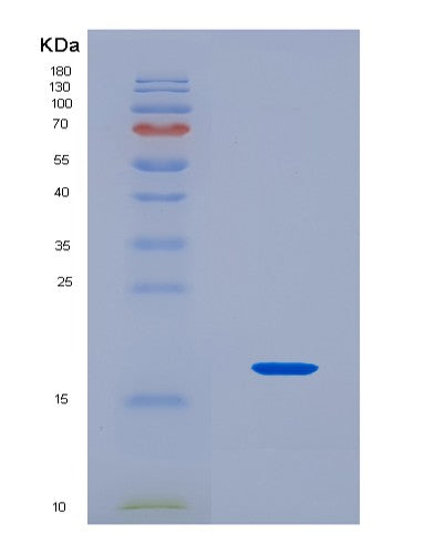 SDS-PAGE analysis of Human FAU (Ubiquitin-Like Fubi-Ribosomal Protein Es30 Fusion Protein) - Recombinant Protein, CATHuman FAU (Ubiquitin-Like Fubi-Ribosomal Protein Es30 Fusion Protein) - Recombinant Protein