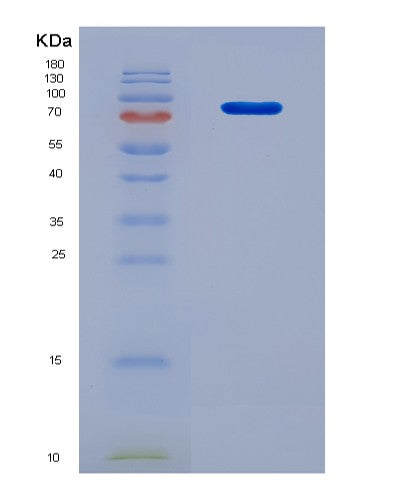 SDS-PAGE analysis of Mouse Serpina10 (Protein Z-Dependent Protease Inhibitor) - Recombinant Protein, CATMouse Serpina10 (Protein Z-Dependent Protease Inhibitor) - Recombinant Protein