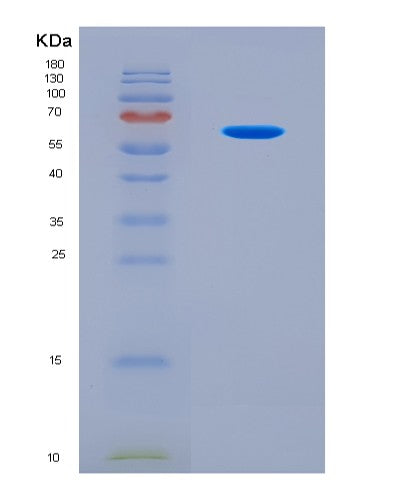 SDS-PAGE analysis of Mouse Ugp2 (Utp--Glucose-1-Phosphate Uridylyltransferase) - Recombinant Protein, CATMouse Ugp2 (Utp--Glucose-1-Phosphate Uridylyltransferase) - Recombinant Protein