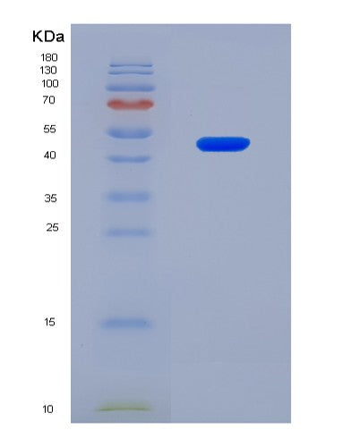 SDS-PAGE analysis of Human SRR (Serine Racemase) - Recombinant Protein, CATHuman SRR (Serine Racemase) - Recombinant Protein