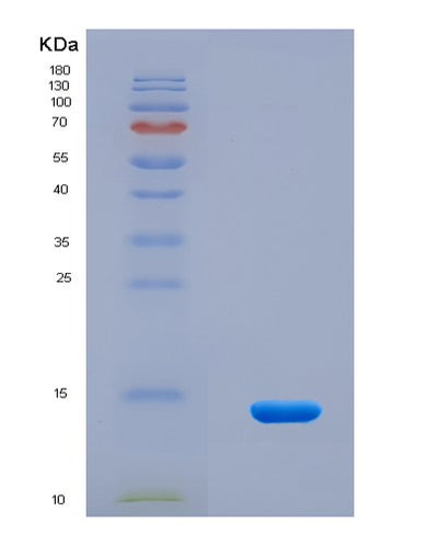 SDS-PAGE analysis of Mouse Nnat (Neuronatin) - Recombinant Protein, CAT# BLT-08782P showing >90% purity under 15% SDS-PAGE (Reduced)Mouse Nnat (Neuronatin) - Recombinant Protein