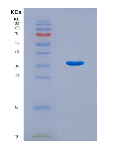 SDS-PAGE analysis of Mouse Hnrnpa1 (Heterogeneous Nuclear Ribonucleoprotein A1) - Recombinant Protein, CATMouse Hnrnpa1 (Heterogeneous Nuclear Ribonucleoprotein A1) - Recombinant Protein