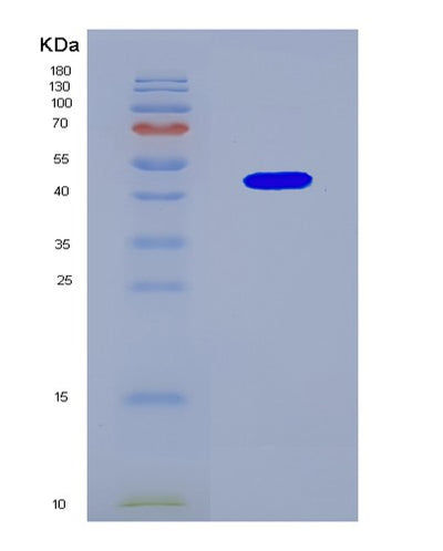 SDS-PAGE analysis of Mouse Acat1 (Acetyl-Coa Acetyltransferase, Mitochondrial) - Recombinant Protein, CAT# BLT-08805P showing >90% purity under 15% SDS-PAGE (Reduced)Mouse Acat1 (Acetyl-Coa Acetyltransferase, Mitochondrial) - Recombinant Protein