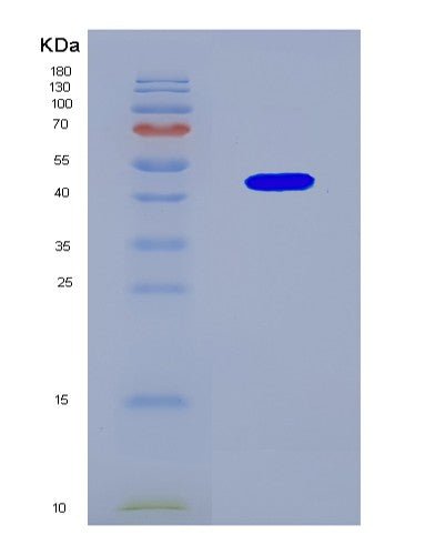 SDS-PAGE analysis of Mouse Acat1 (Acetyl-Coa Acetyltransferase, Mitochondrial) - Recombinant Protein, CATMouse Acat1 (Acetyl-Coa Acetyltransferase, Mitochondrial) - Recombinant Protein