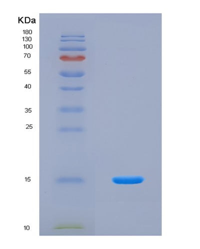 SDS-PAGE analysis of Human MTOR (Serine/Threonine-Protein Kinase Mtor) - Recombinant Protein, CAT# BLT-08831P showing >90% purity under 15% SDS-PAGE (Reduced)Human MTOR (Serine/Threonine-Protein Kinase Mtor) - Recombinant Protein