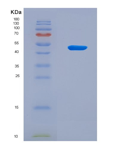 SDS-PAGE analysis of Human OLIG2 (Oligodendrocyte Transcription Factor 2) - Recombinant Protein, CATHuman OLIG2 (Oligodendrocyte Transcription Factor 2) - Recombinant Protein