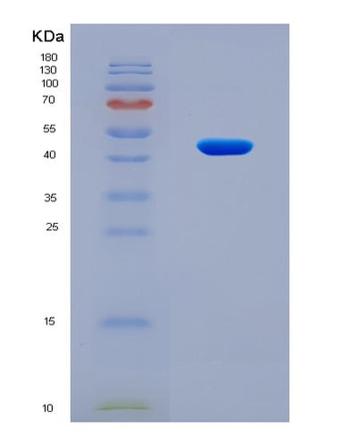 SDS-PAGE analysis of Human GDF2 (Growth/Differentiation Factor 2) - Recombinant Protein, CAT# BLT-08897P showing >90% purity under 15% SDS-PAGE (Reduced)Human GDF2 (Growth/Differentiation Factor 2) - Recombinant Protein