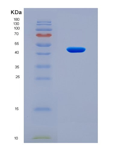 SDS-PAGE analysis of Human GDF2 (Growth/Differentiation Factor 2) - Recombinant Protein, CATHuman GDF2 (Growth/Differentiation Factor 2) - Recombinant Protein