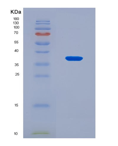 SDS-PAGE analysis of Human GCG (Pro-Glucagon) - Recombinant Protein, CAT# BLT-08915P showing >90% purity under 15% SDS-PAGE (Reduced)Human GCG (Pro-Glucagon) - Recombinant Protein