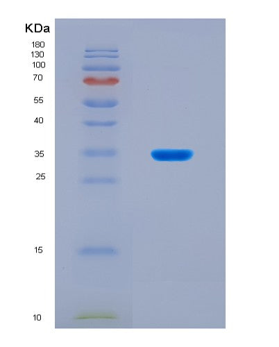 SDS-PAGE analysis of Mouse Hmox1 (Heme Oxygenase 1) - Recombinant Protein, CATMouse Hmox1 (Heme Oxygenase 1) - Recombinant Protein