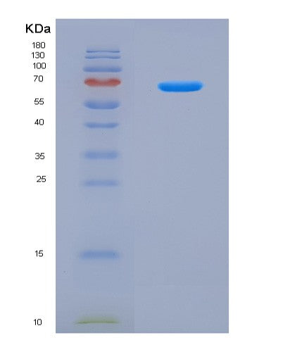 SDS-PAGE analysis of Mouse Vps4a (Vacuolar Protein Sorting-Associated Protein 4A) - Recombinant Protein, CATMouse Vps4a (Vacuolar Protein Sorting-Associated Protein 4A) - Recombinant Protein