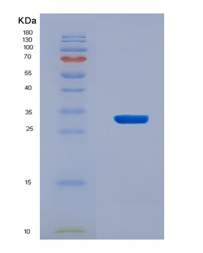 SDS-PAGE analysis of Mouse Hmgb1 (High Mobility Group Protein B1) - Recombinant Protein, CAT# BLT-08944P showing >90% purity under 15% SDS-PAGE (Reduced)Mouse Hmgb1 (High Mobility Group Protein B1) - Recombinant Protein