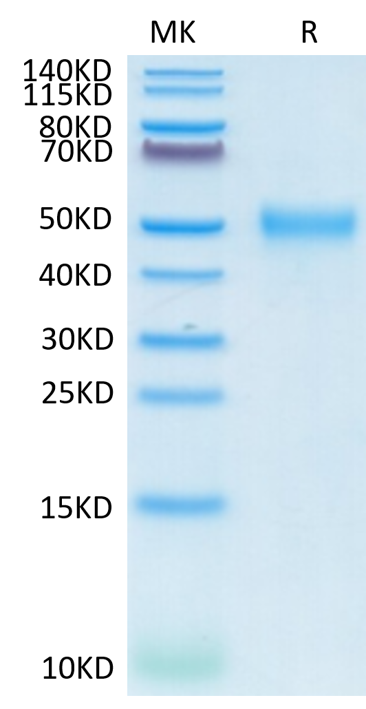 Cynomolgus CD24 on Tris-Bis PAGE under reduced conditions. The purity is greater than 95%.Recombinant Cynomolgus CD24 Protein