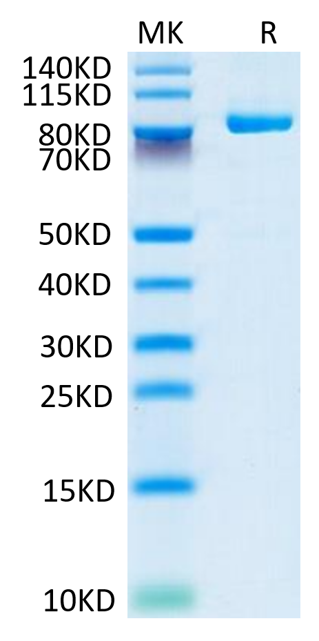 Biotinylated Cynomolgus FAP on Tris-Bis PAGE under reduced conditions. The purity is greater than 95%.Biotinylated Cynomolgus FAP Protein, Active