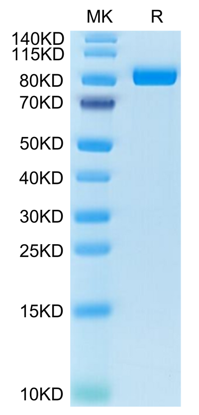 Cynomolgus FAP on Tris-Bis PAGE under reduced condition. The purity is greater than 95%.Recombinant Cynomolgus FAP Protein, Active