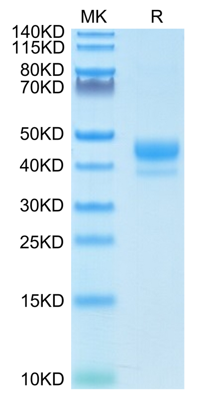 Biotinylated Human CD3E 1-27 on Tris-Bis PAGE under reduced condition. The purity is greater than 95%.Biotinylated Human CD3E/CD3 epsilon 1-27 Protein, Active