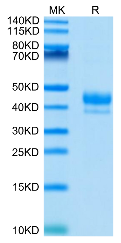 Human CD3E 1-27 on Tris-Bis PAGE under reduced condition. The purity is greater than 95%.Recombinant Human CD3E/CD3 epsilon 1-27 Protein, Active