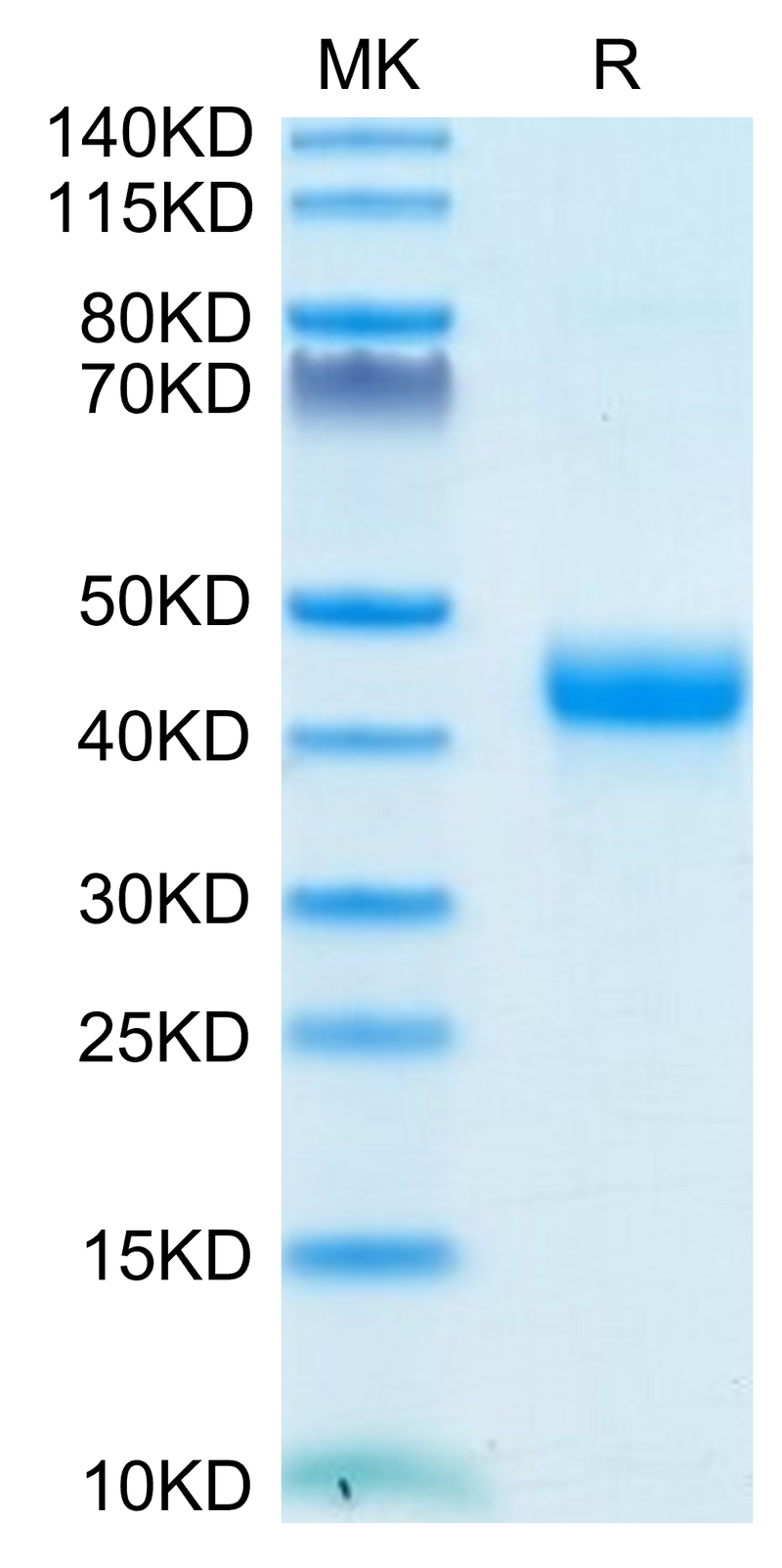 Biotinylated Cynomolgus CD3E 1-27 on Tris-Bis PAGE under reduced condition. The purity is greater than 95%.Biotinylated Cynomolgus CD3E/CD3 epsilon 1-27 Protein, Active