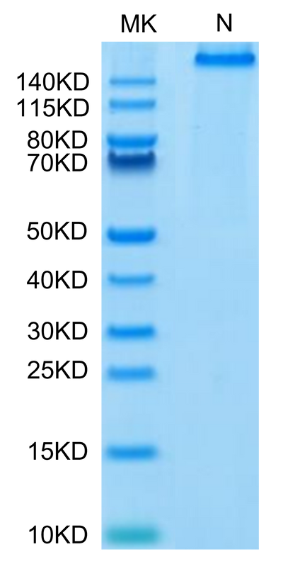 Human HLA-A*02:01&B2M&NY-ESO-1 (SLLMWITQC) Tetramer on Tris-Bis PAGE under Non reducing (N) condition. The purity is greater than 95%.Recombinant Human HLA-A*02:01&B2M&NY-ESO-1 (SLLMWITQC) Tetramer Protein, Active
