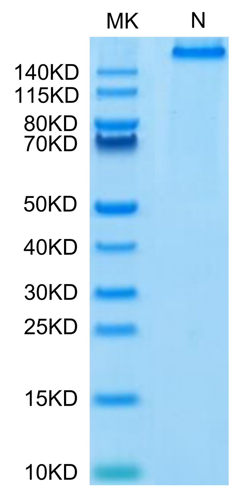 Human HLA-A*02:01&B2M&NY-ESO-1 (SLLMWITQC) Tetramer on Tris-Bis PAGE under Non reducing (N) condition. The purity is greater than 95%.