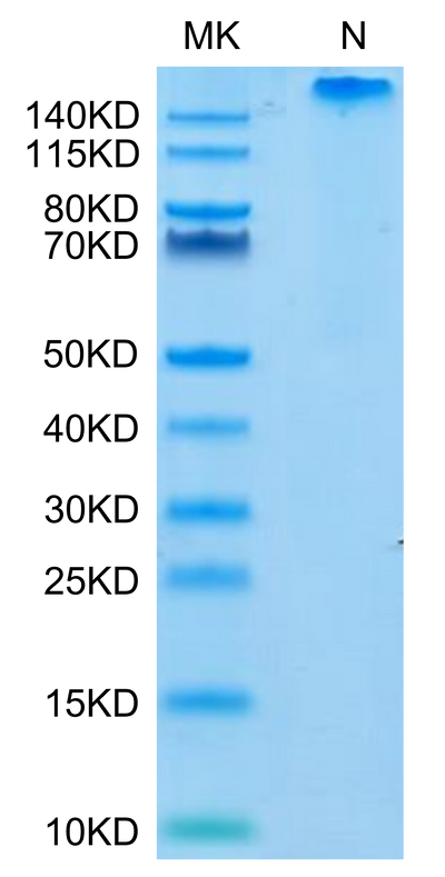 Human HLA-E*01:03&B2M&Peptide (VMAPRTLVL) Tetramer on Tris-Bis PAGE under Non reducing (N) condition. The purity is greater than 95%.Recombinant Human HLA-E*01:03&B2M&Peptide (VMAPRTLVL) Tetramer Protein, Active