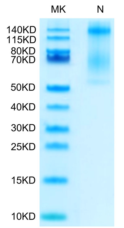 Biotinylated Human HLA-E*01:03&B2M&Peptide (VMAPRTLVL) Tetramer on Tris-Bis PAGE under Non reducing (N) condition. The purity is greater than 95%.Biotinylated Human HLA-E*01:03&B2M&Peptide (VMAPRTLVL) Tetramer Protein