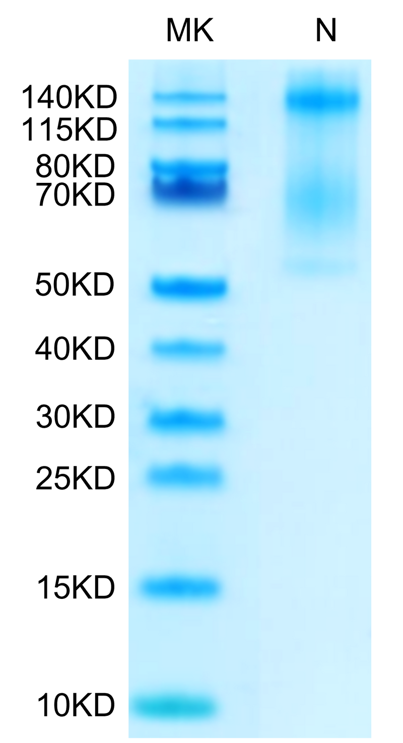 Biotinylated Human HLA-E*01:03&B2M&Peptide (VMAPRTLVL) Tetramer on Tris-Bis PAGE under Non reducing (N) condition. The purity is greater than 95%.Biotinylated Human HLA-E*01:03&B2M&Peptide (VMAPRTLVL) Tetramer Protein