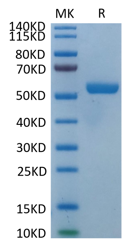 Biotinylated Human HLA-E*01:03&B2M&Peptide (VMAPRTLVL) Monomer on Tris-Bis PAGE under reduced condition. The purity is greater than 95%.Biotinylated Human HLA-E*01:03&B2M&Peptide (VMAPRTLVL) Monomer Protein