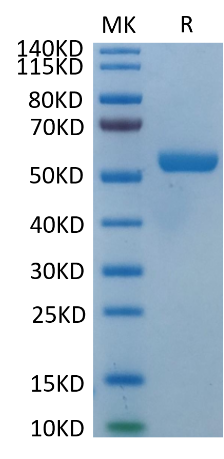 Biotinylated Human HLA-E*01:03&B2M&Peptide (VMAPRTLVL) Monomer on Tris-Bis PAGE under reduced condition. The purity is greater than 95%.Biotinylated Human HLA-E*01:03&B2M&Peptide (VMAPRTLVL) Monomer Protein
