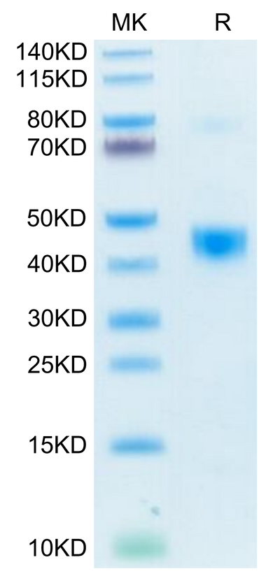Biotinylated Human LAP (TGF beta 1) on Tris-Bis PAGE under reduced condition. The purity is greater than 95%.Biotinylated Human LAP (TGF beta 1) Protein, Active