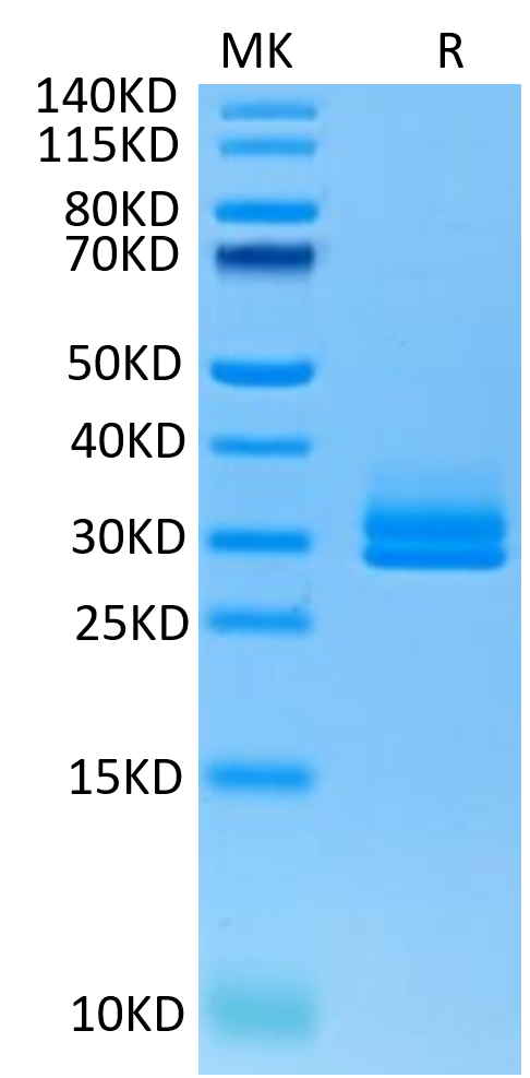 Human ANGPTL2 on Tris-Bis PAGE under reduced condition. The purity is greater than 95%.Recombinant Human ANGPTL2/Angiopoietin-like 2 Protein, Active