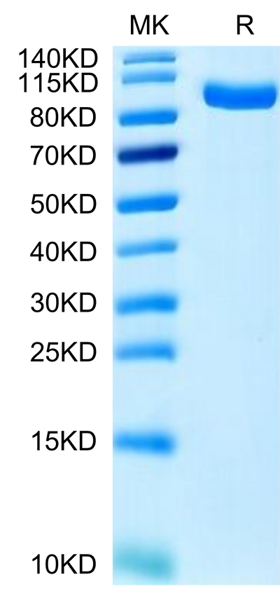 Human PTK7 on Tris-Bis PAGE under reduced condition. The purity is greater than 95%.Recombinant Human PTK7/CCK4 Protein