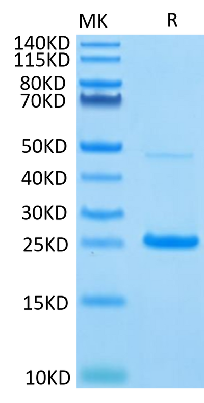 Human IL-17C on Tris-Bis PAGE under reduced condition. The purity is greater than 95%.Recombinant Human IL-17C Protein, Active