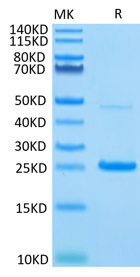 Human IL-17C on Tris-Bis PAGE under reduced condition. The purity is greater than 95%.Recombinant Human IL-17C Protein, Active