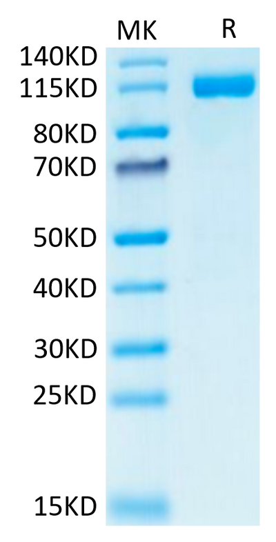 Human CD31 on Tris-Bis PAGE under reduced condition. The purity is greater than 95%.Recombinant Human CD31/PECAM-1 Protein