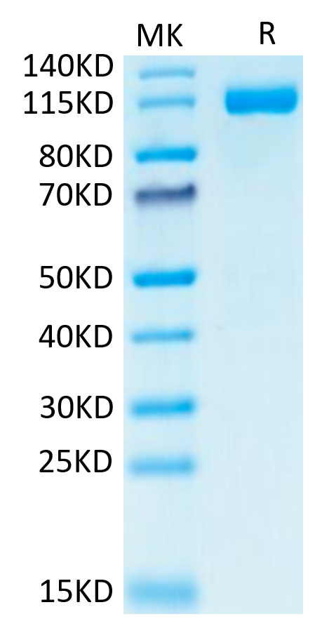 Human CD31 on Tris-Bis PAGE under reduced condition. The purity is greater than 95%.Recombinant Human CD31/PECAM-1 Protein
