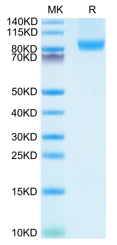 Human CD31 on Tris-Bis PAGE under reduced condition. The purity is greater than 95%.Recombinant Human CD31/PECAM-1 Protein