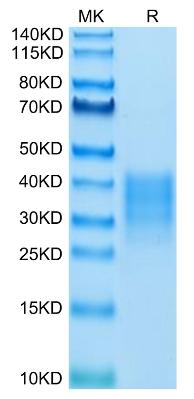 Human Fas on Tris-Bis PAGE under reduced condition. The purity is greater than 95%.Recombinant Human Fas/TNFRSF6/CD95 Protein, Active