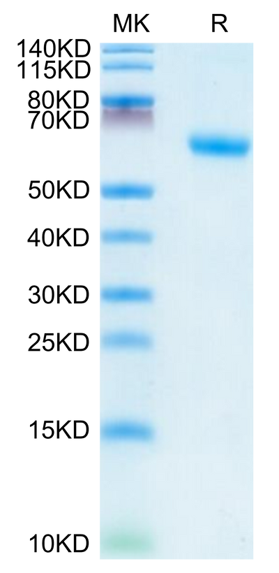 Human TNFR1 on Tris-Bis PAGE under reduced condition. The purity is greater than 95%.Recombinant Human TNFR1/CD120a/TNFRSF1A Protein, Active