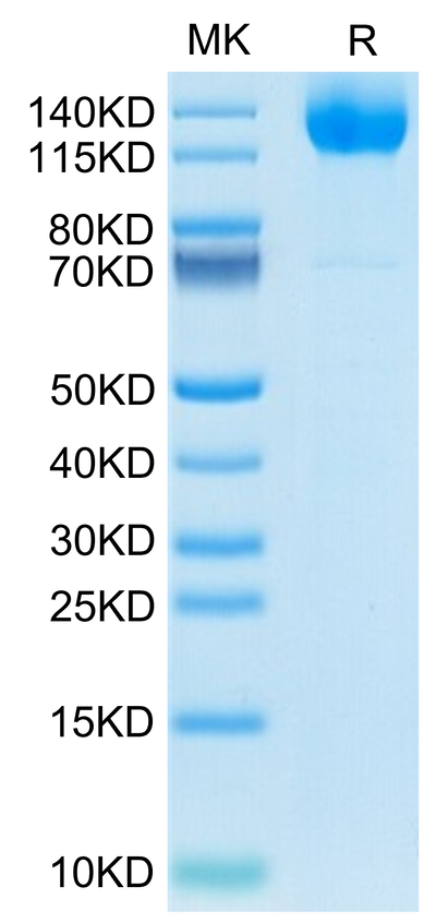 Human MERTK on Tris-Bis PAGE under reduced condition. The purity is greater than 95%.Recombinant Human MERTK/Mer Protein