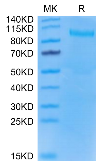 Mouse TLR3 on Tris-Bis PAGE under reduced condition. The purity is greater than 95%.Recombinant Mouse TLR3 Protein