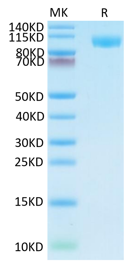 Human TLR3 on Tris-Bis PAGE under reduced condition. The purity is greater than 95%.Recombinant Human TLR3 Protein, Active