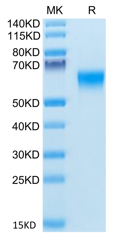 Human BACE-1 on Tris-Bis PAGE under reduced condition. The purity is greater than 95%.Recombinant Human BACE-1 Protein