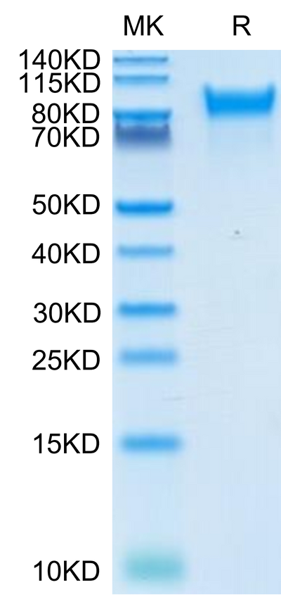 Human Her4 on Tris-Bis PAGE under reduced condition. The purity is greater than 95%.Recombinant Human Her4/ErbB4 Protein, Active