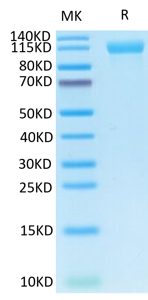 Human Her4 on Tris-Bis PAGE under reduced condition. The purity is greater than 95%.Recombinant Human Her4/ErbB4 Protein, Active
